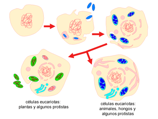 Aparición de célula eucariota