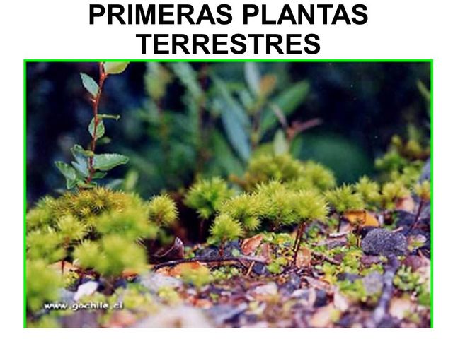Aparición de las primeras plantas terrestres