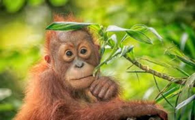 First human like species - 7 million years ago