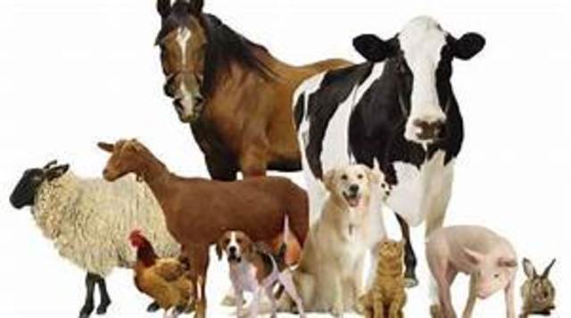 Primer Congreso Nacional de Medicina Veterinaria.