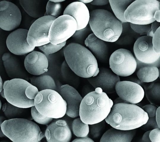 Fermentación de cerveza