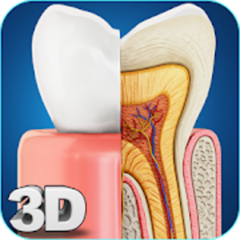 Dental Anatomy Pro