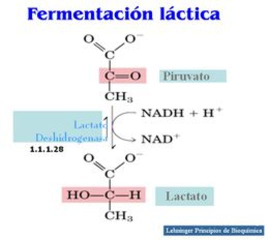 Fermentación láctica