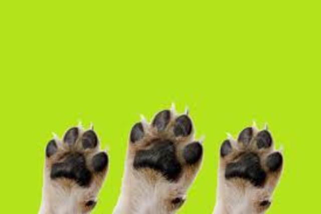 Control y seguimiento a la protección animal