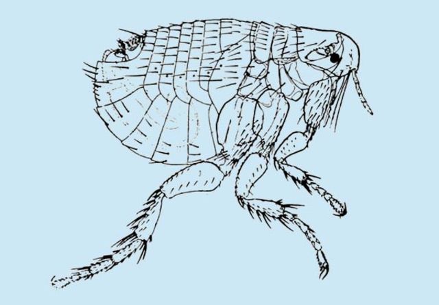 Giovanni Lasci y Thomas Bates