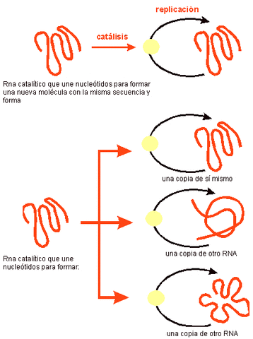 Formación de moléculas replicantes
