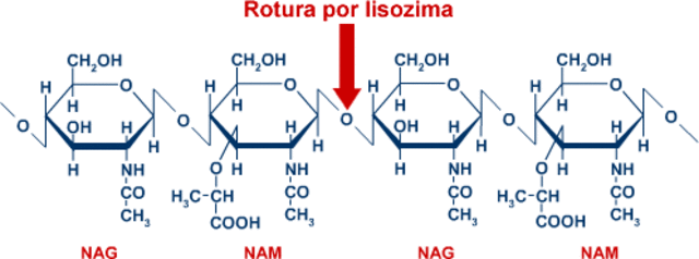 Alexander Fleming- Lisozima