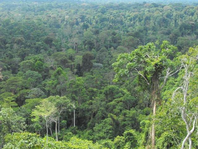 CONPES 2834  “Políticas de Bosques”