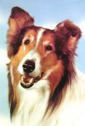 Lassie premiered on CBS-TV