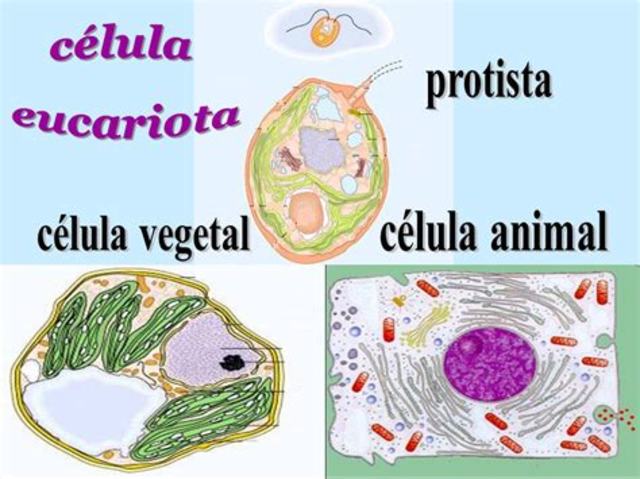 1956 HERBERT COPELAND