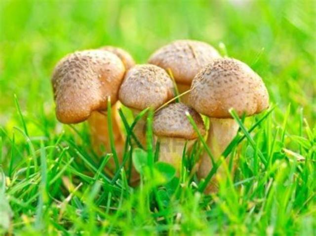 1969 ROBERT WHITTAKER