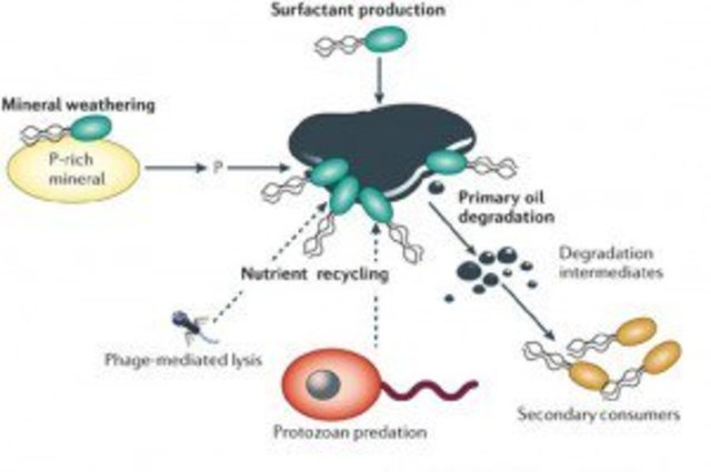 Ronald Atlas y Richard Bartha