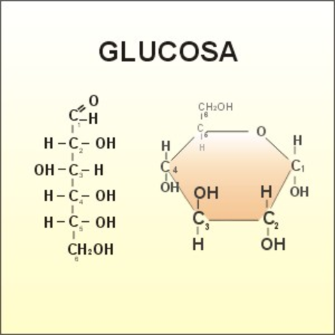 Glucosa