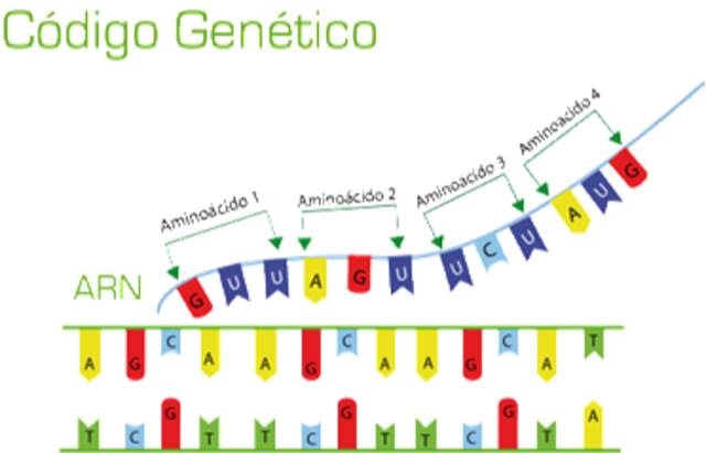 Código genético