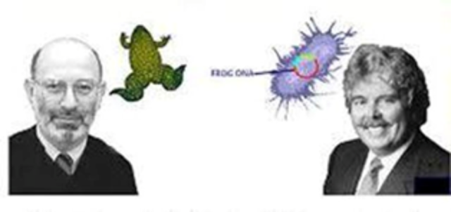 Organismos transgénicos