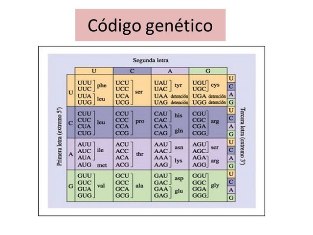 Descifran el código genético.