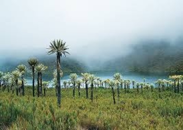 Ley 233. Protección de Los paramos Colombianos