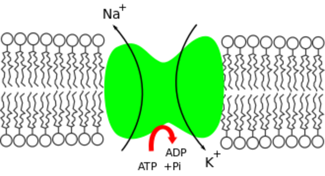 Bomba de sodio-potasio.
