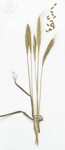 Start Farming in the Fertile Crescent