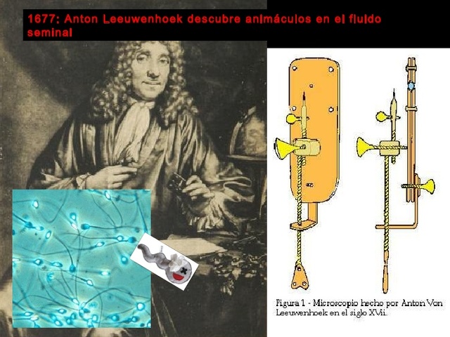 Anton Leeuwenhoek descubre animáculos en el fluido seminal