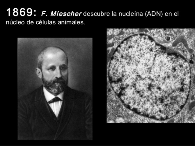 Míescher descubre la nucleína (ADN)