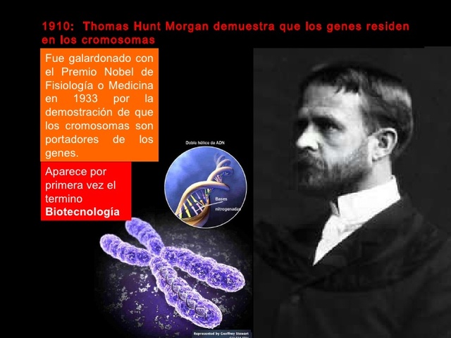 Genes residen en los cromosomas