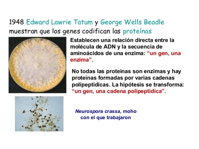 Edwar Lawrie Tatum y George Wells Beadle