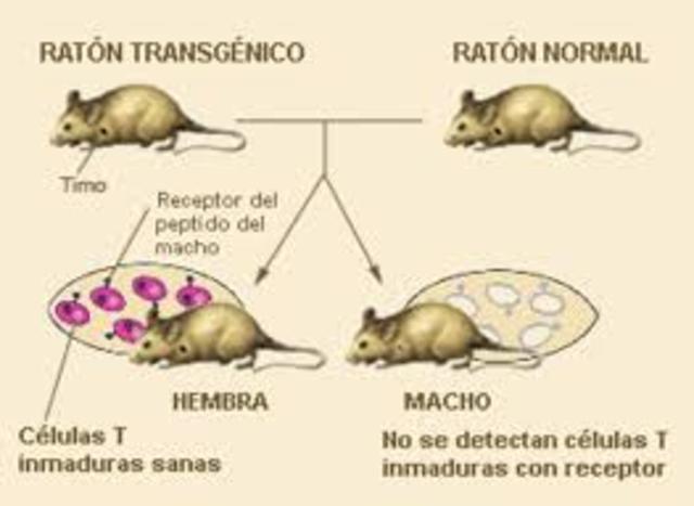 ratón transgenico