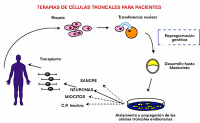 células troncales