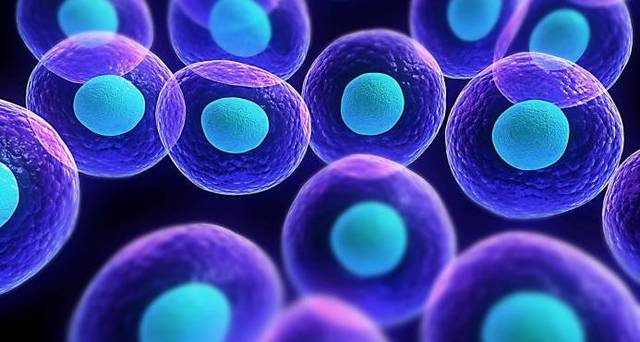 Obtención de Células Madre.