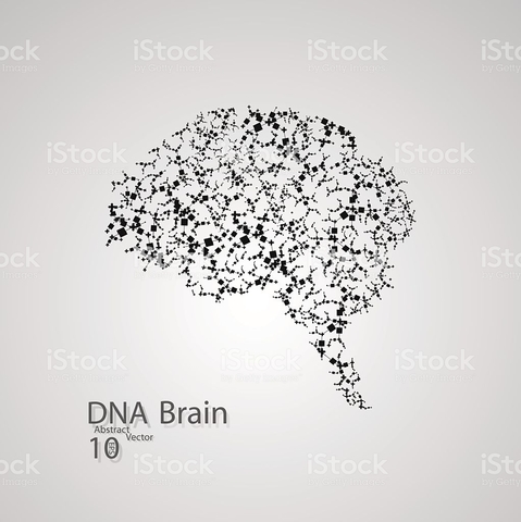 Estructura Molecular del Cerebro.