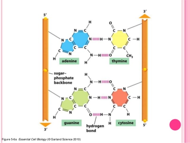 Síntesis completa de un gen