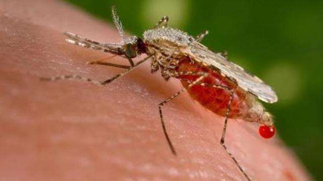 Vacuna contra la malaria