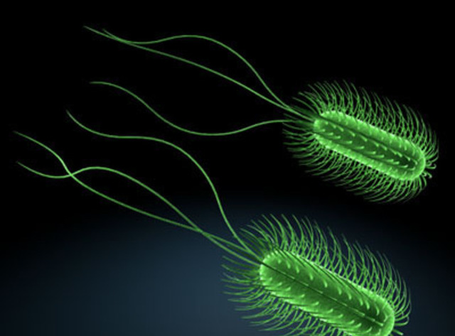 Escherichia coli