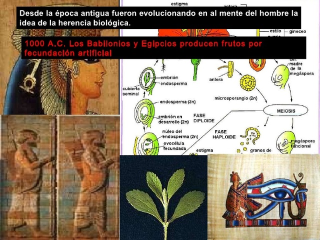 Egipto y babilonia