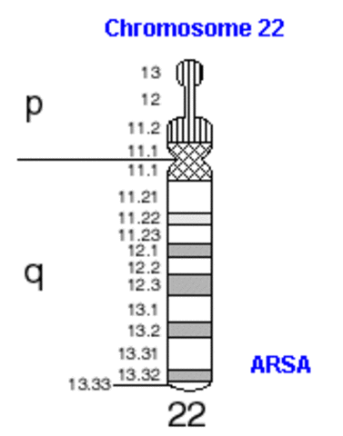 Cromosoma 22