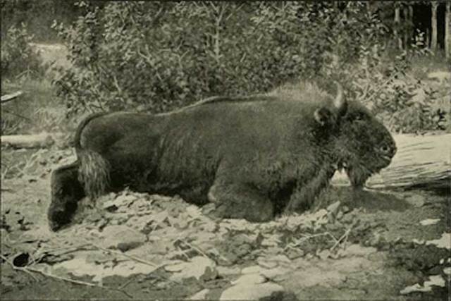 Bison Caucásico