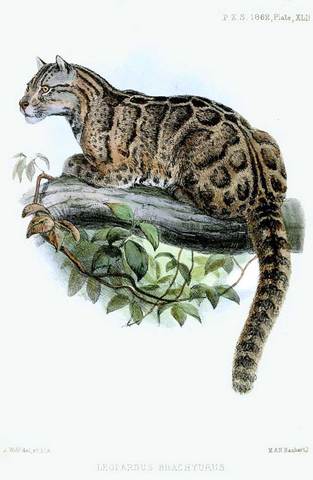 Leopardo Nublado