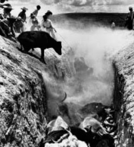 Fiebre aftosa en México 1946