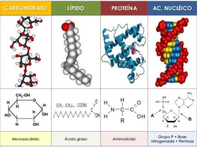 Carbohidratos, proteínas y lípidos