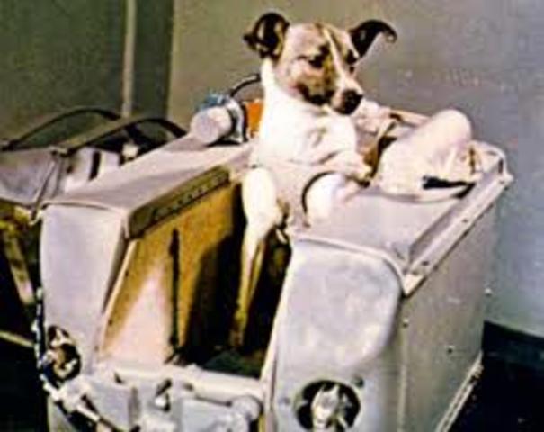 Primeros experimentos con rayos x en animales