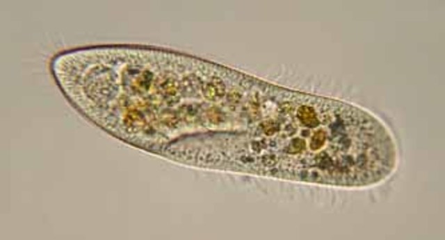 Arhaikum ehk ürgeooon