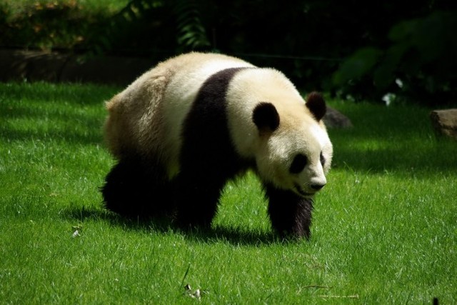 OSO PANDA