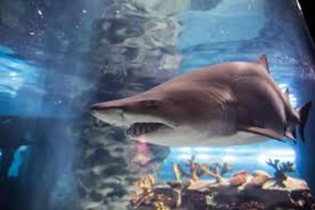 Greater Cleveland Aquarium