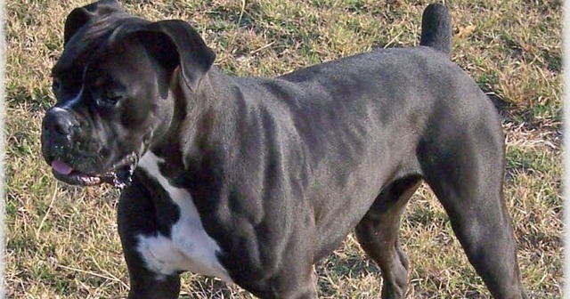 GOT MY FIRST DOG JASMINE