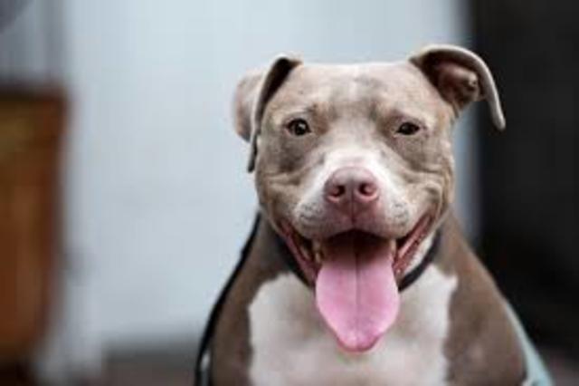 got family first dog