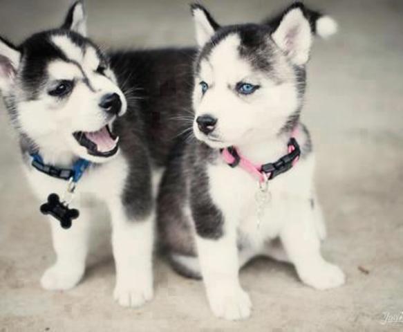 Husky Siberiano (Lobo)