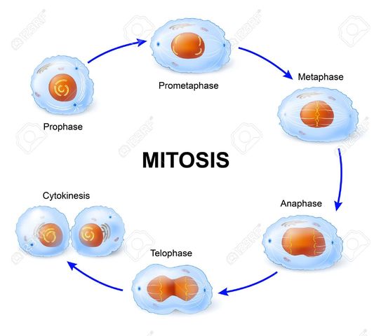 Mitosis