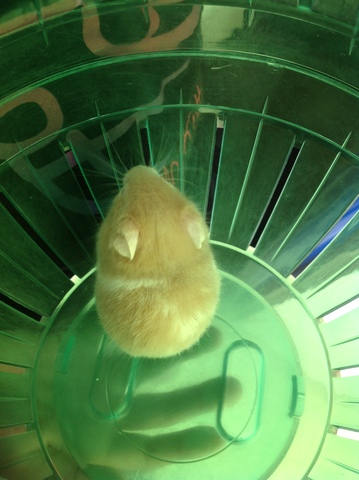 Cuando tuvimos hamster