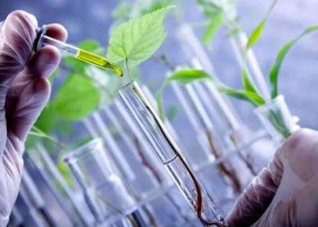 Plantas transgénicas